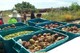 VolkBell harvests food for local food bank